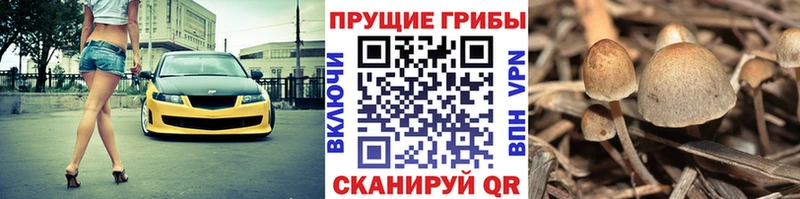 Галлюциногенные грибы ЛСД  Купить где  Павлово 